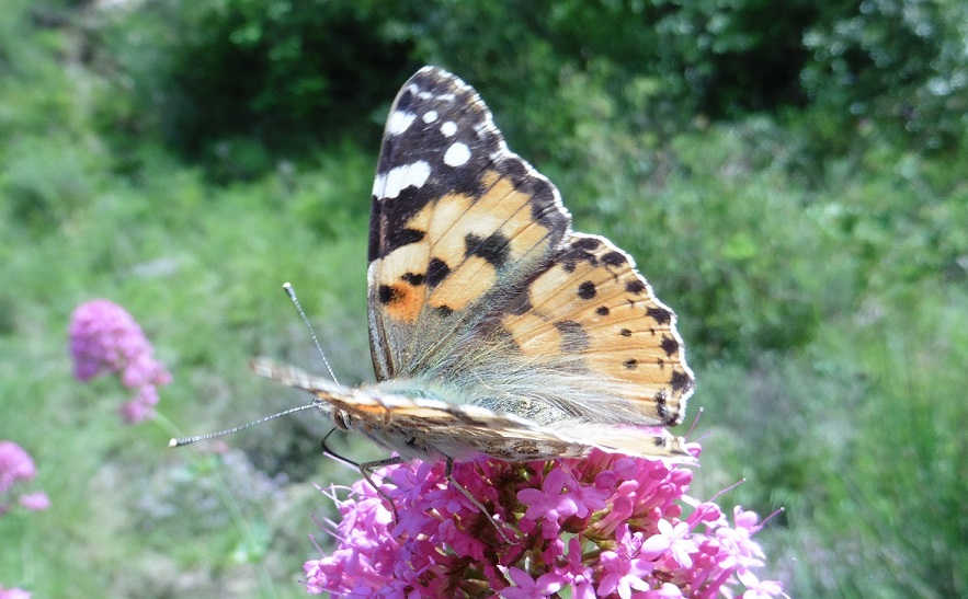 Ancora Vanessa cardui